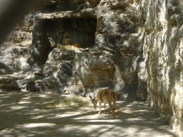 2006/04(Apr)/04(Zoo-Chance-Dax)/640x480_2006-04-08 14-53-35.JPG